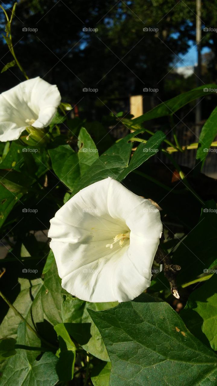 Flower, Leaf, Nature, Flora, Garden
