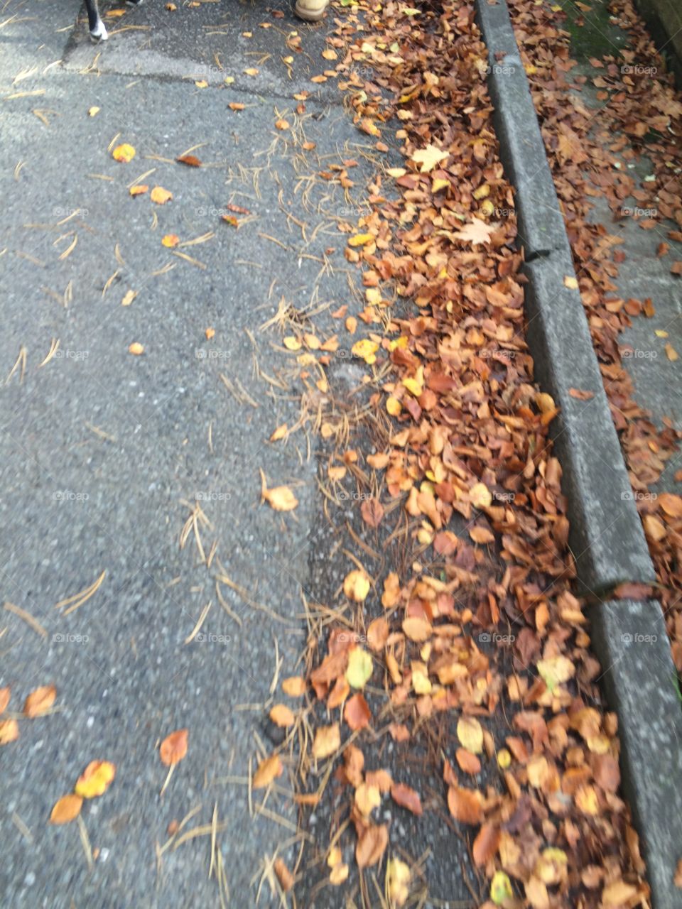 Unfocused picture of leaves back In autumn 