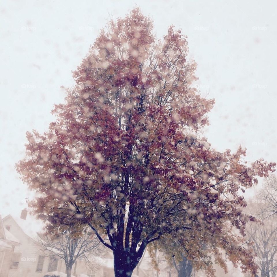 Tree, Winter, Snow, Branch, No Person
