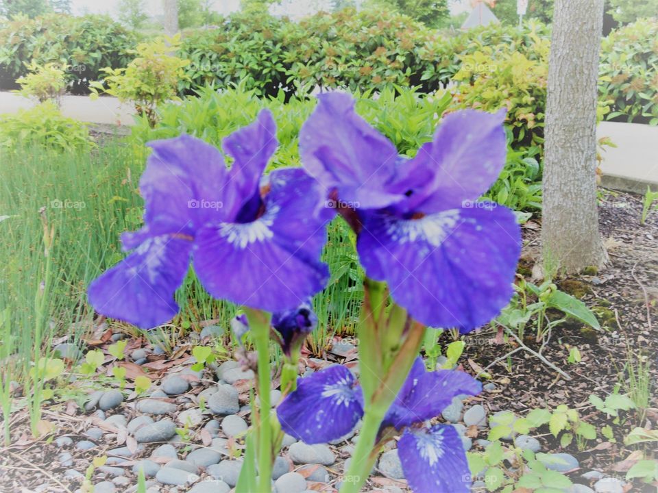 mystic iris