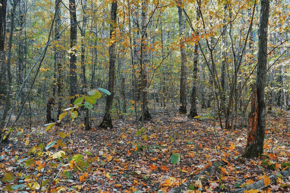 Autumn forest 