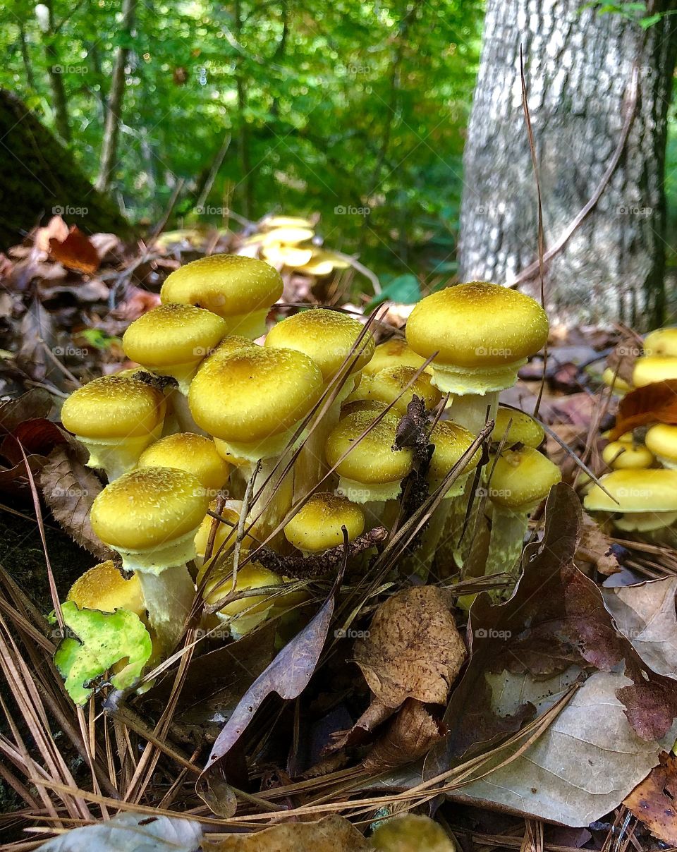Wild golden mushrooms 