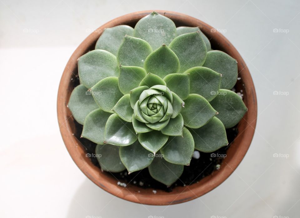 High angle view of cactus plant