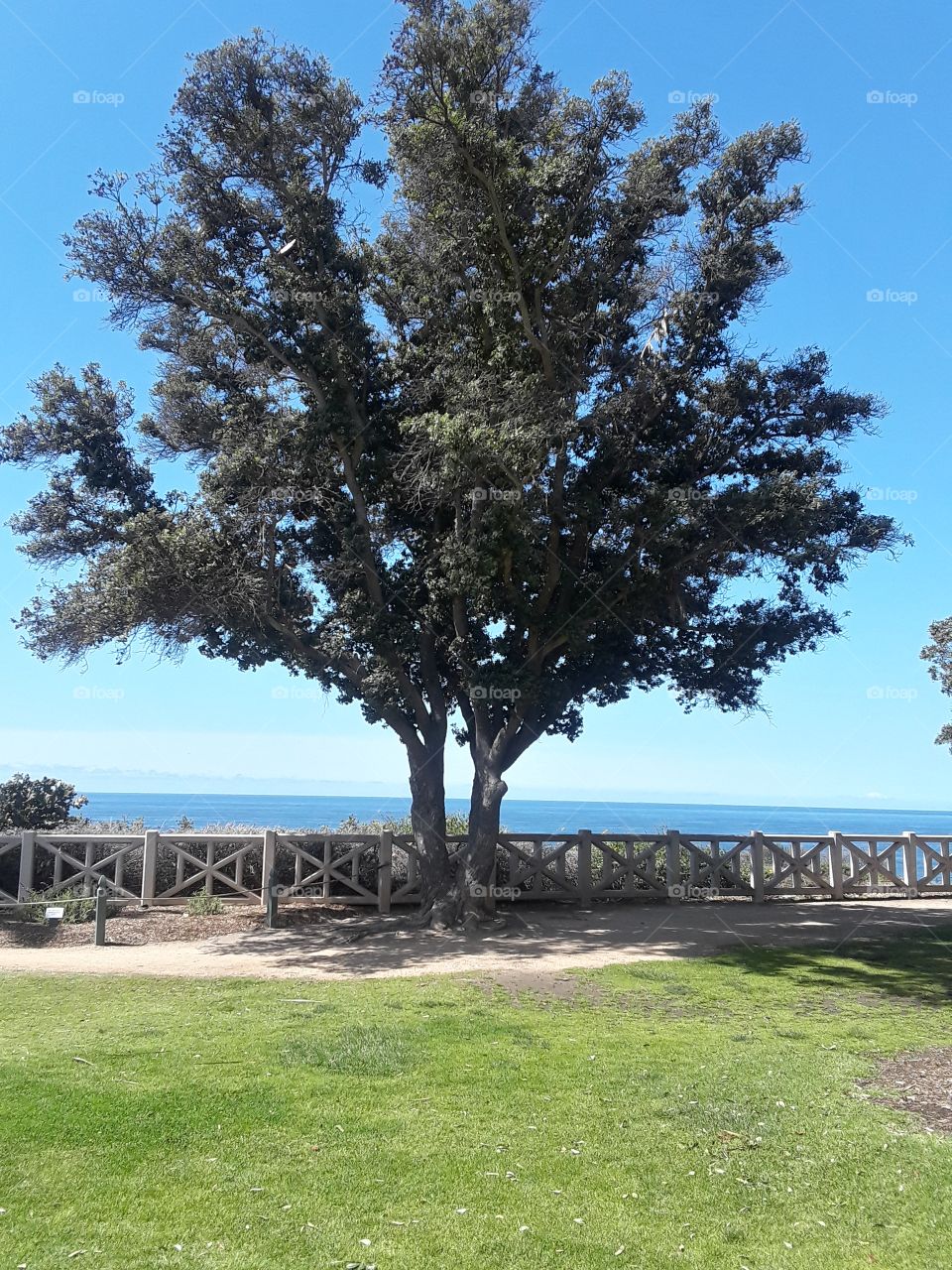 Tree of life in the beach