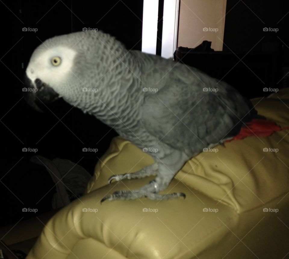 African grey 