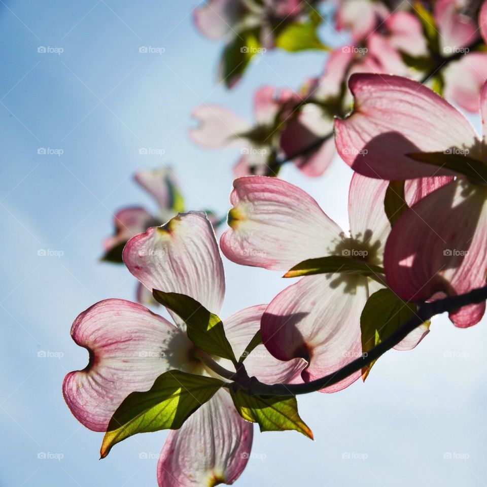 spring in Washington