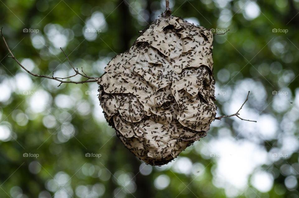 A ant nest made on the top of the tree with a unique design.