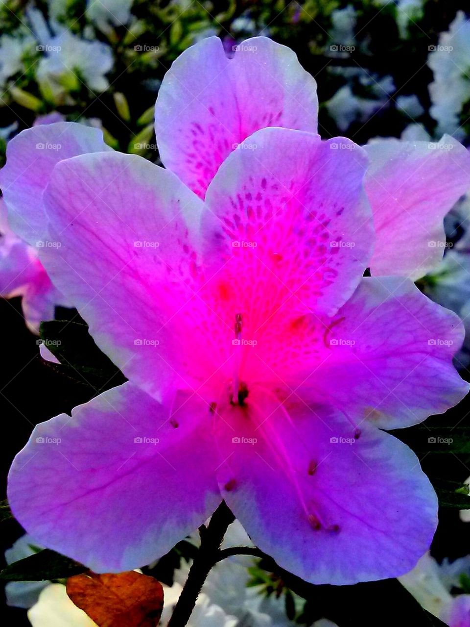 azalea bloom