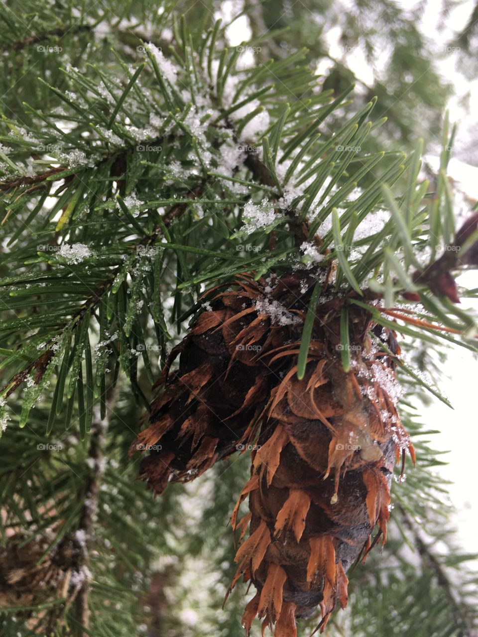 Pine cones
