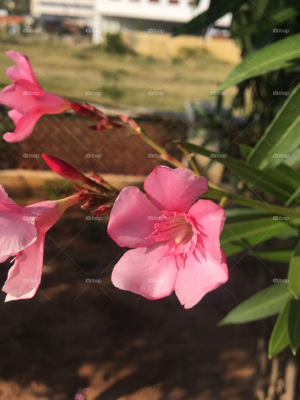 Pink Flower