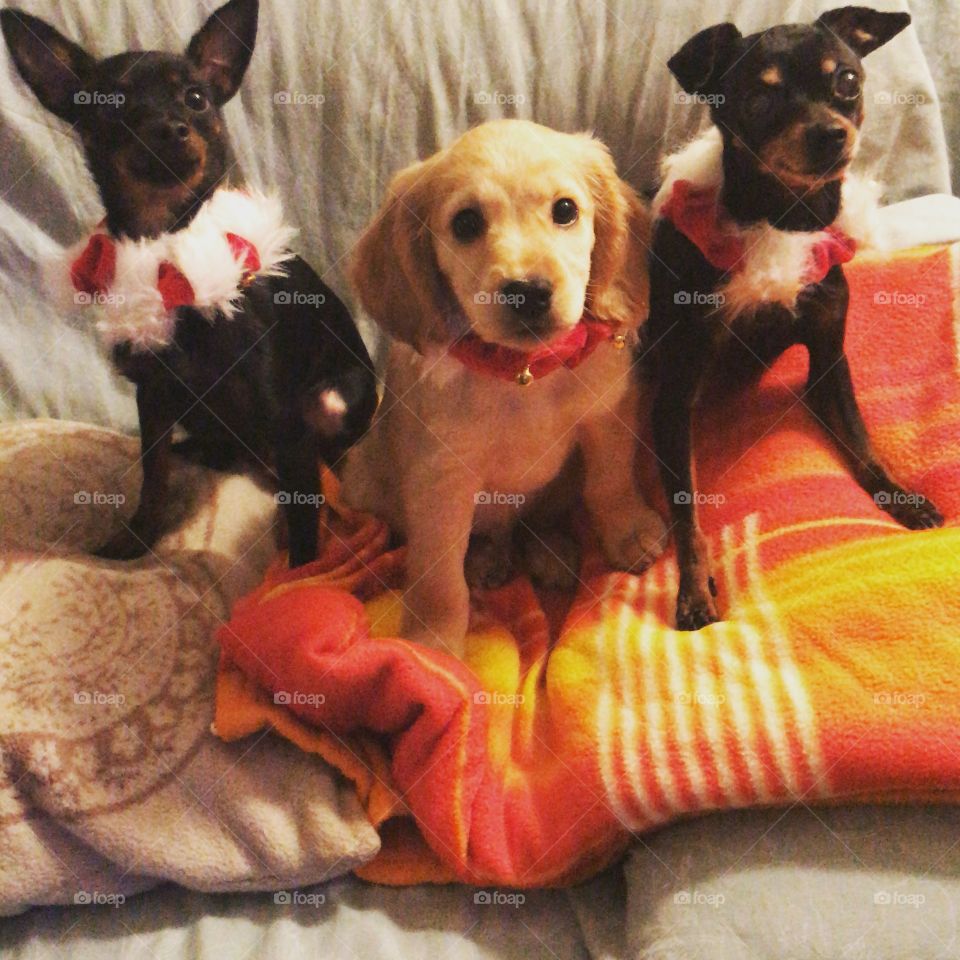 Christmas with Sandy,Moka and Joe Cocker