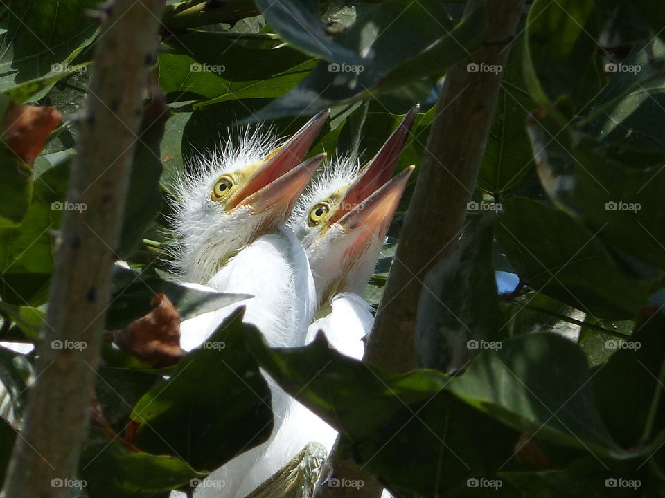 Snowy egrets chicks