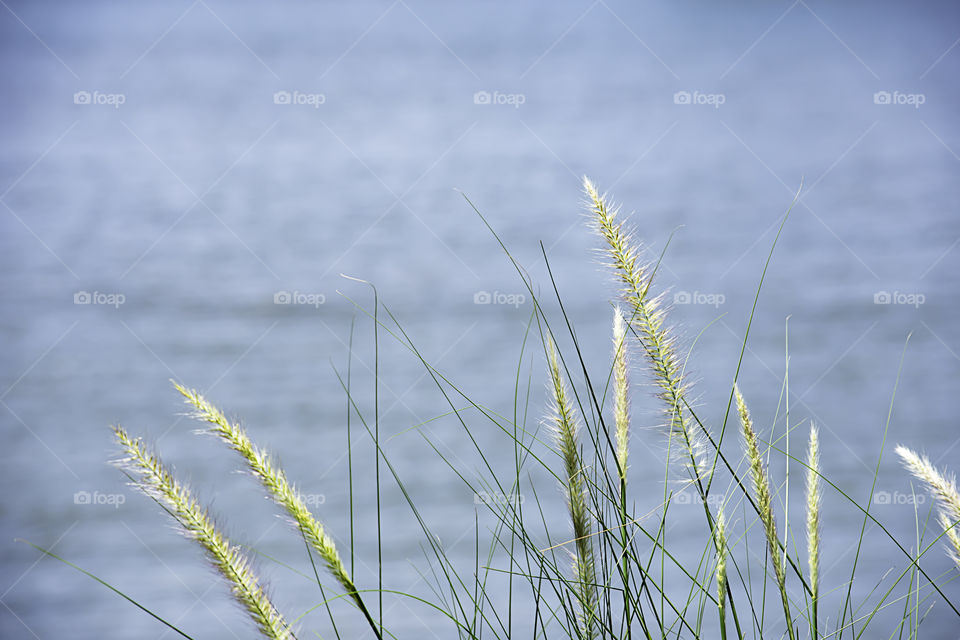 Blossom white grass or Pennisetum pedicellatum That sway in the wind background water.