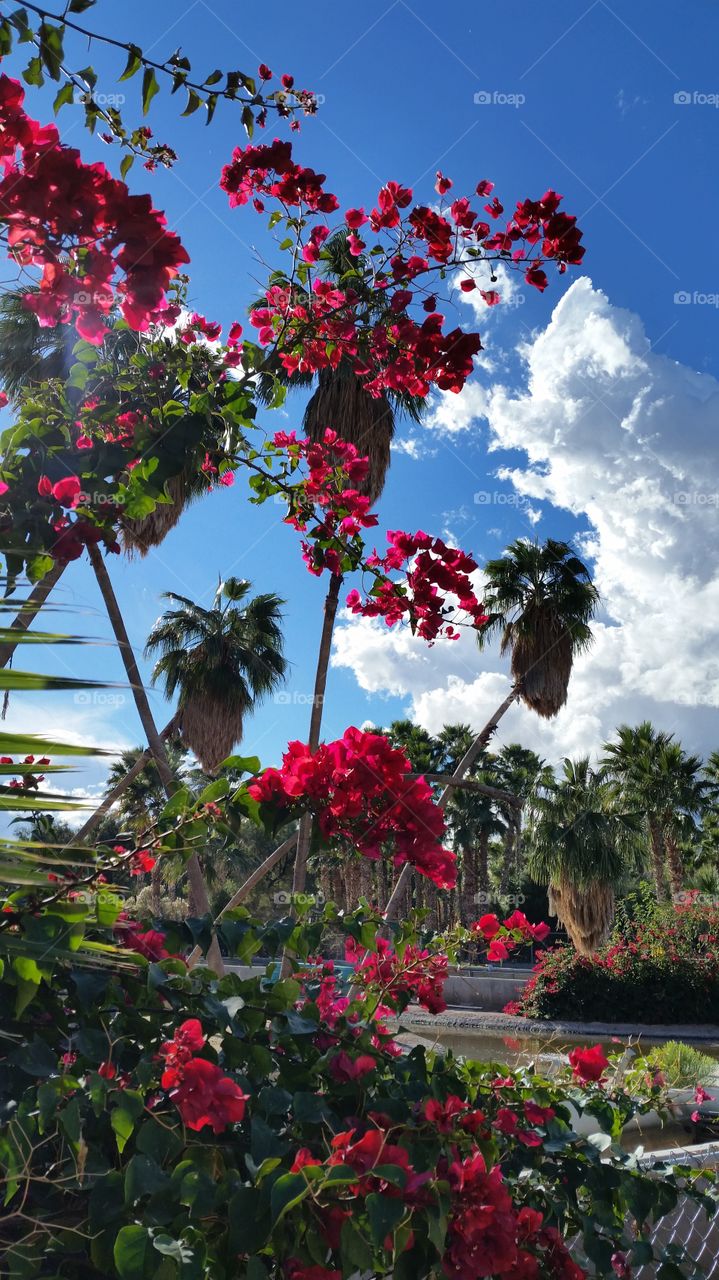 Palms and Bougainvillea flowers