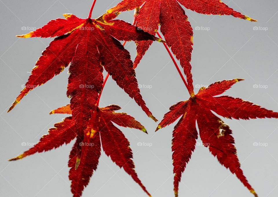 Red maple 