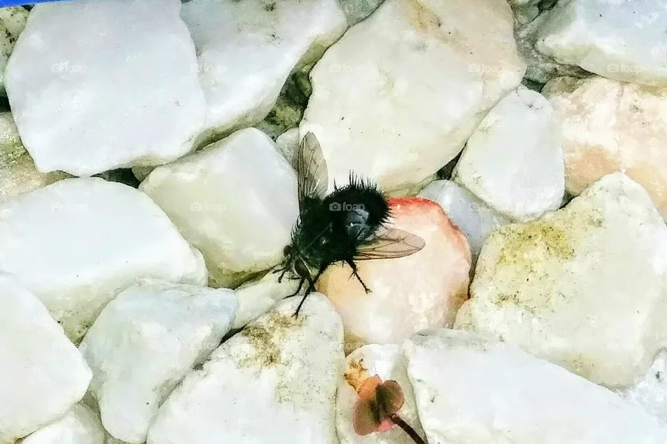 insect