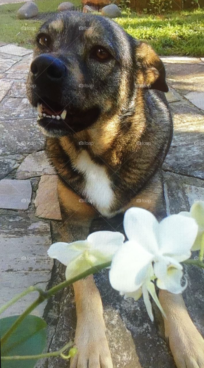 Our sweet dog Mel with an orchid 