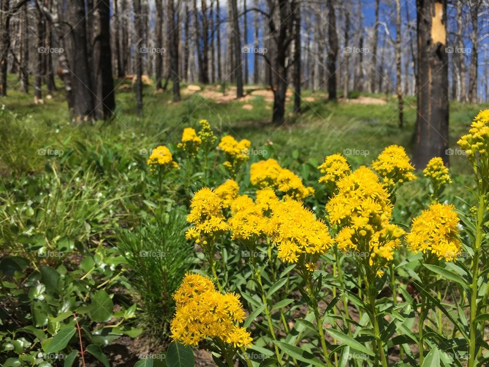Yellow Wildflowers . Yellow Wildflowers in a burned mountain forest