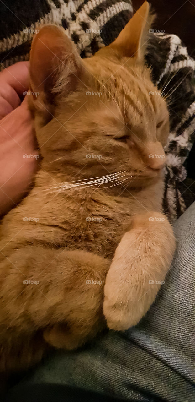 Cat enyoing the cuddle