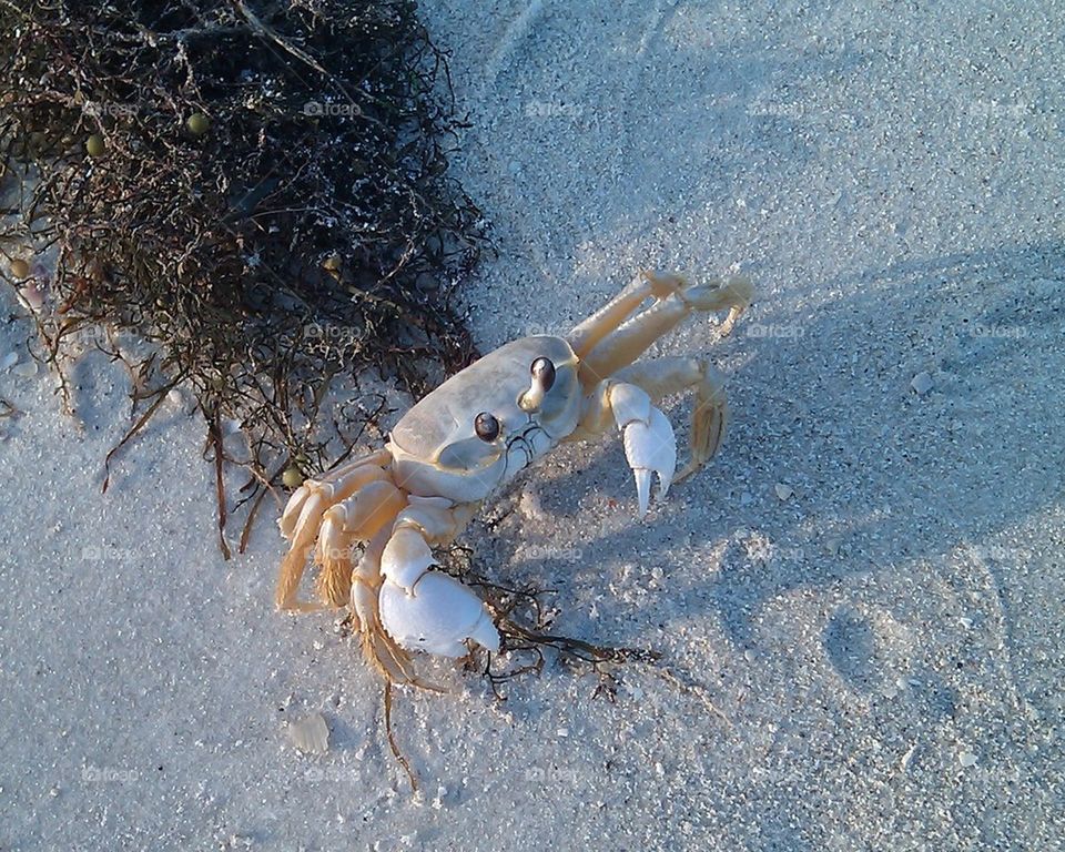 crab on beach