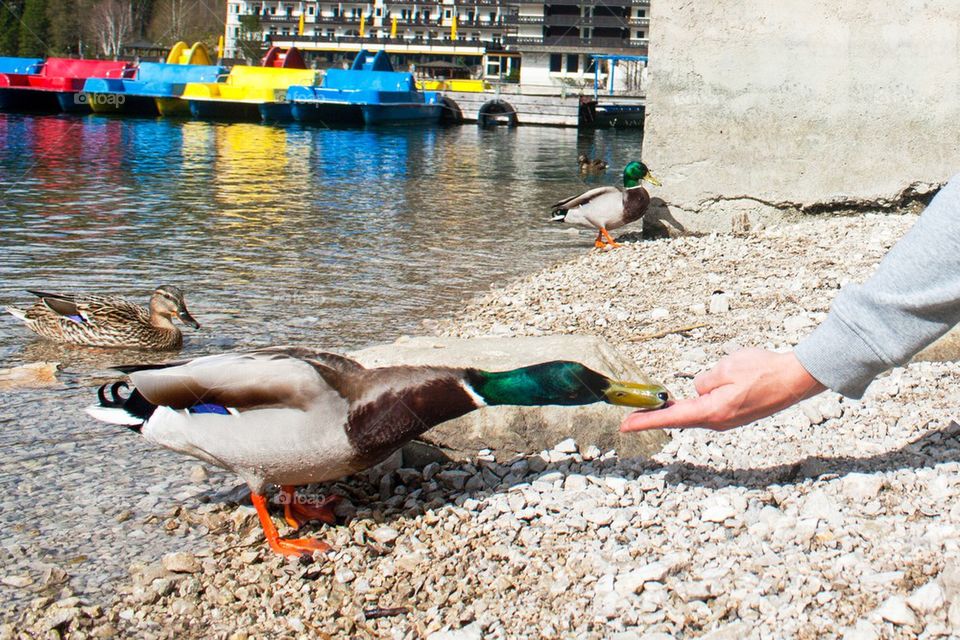 Feeding the ducks