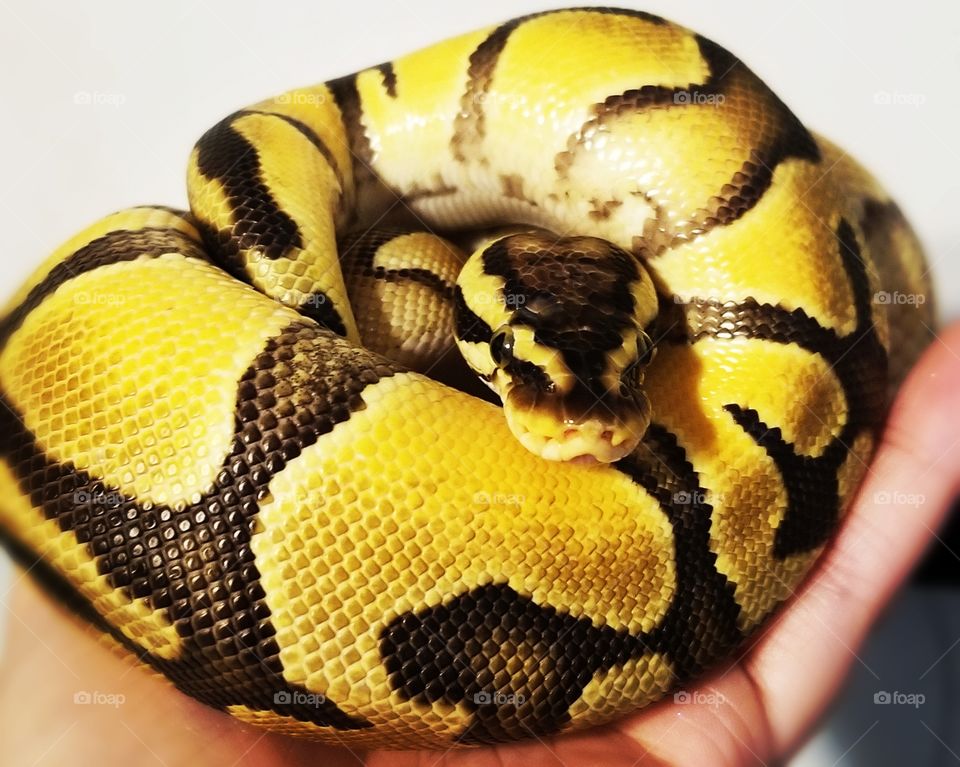Adult Ball Python