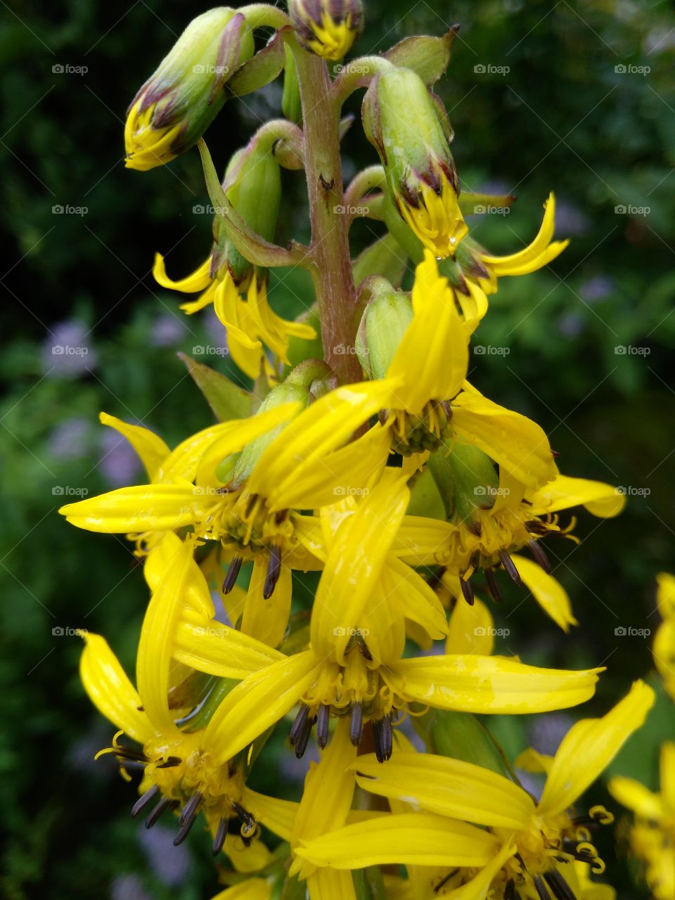 yellow bunch