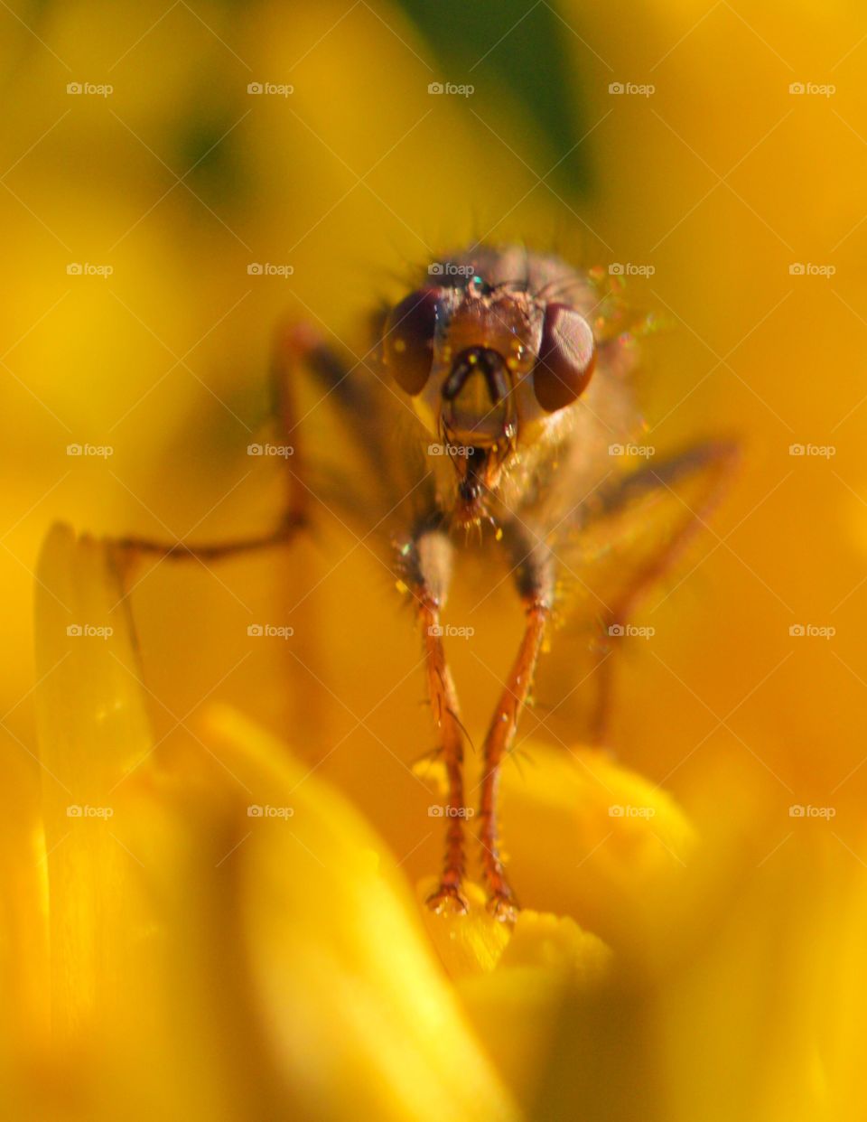 Flower fly close-up