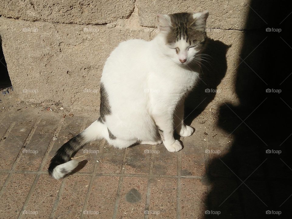 A beautiful cat looking at my camera.