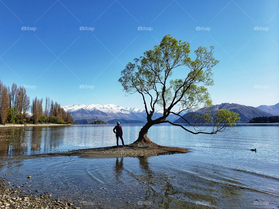 Lake tree