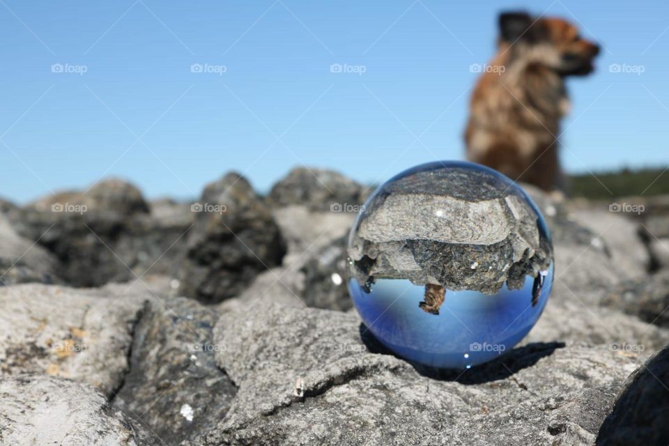 Dog in lensball