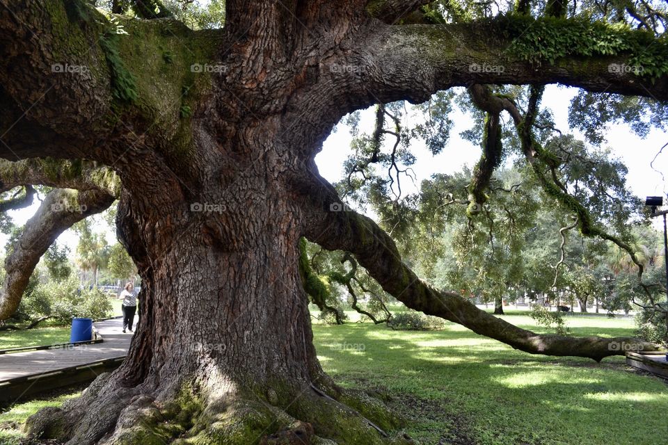 A massive oak tree trunk and branches