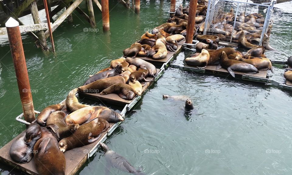 Sea lion party