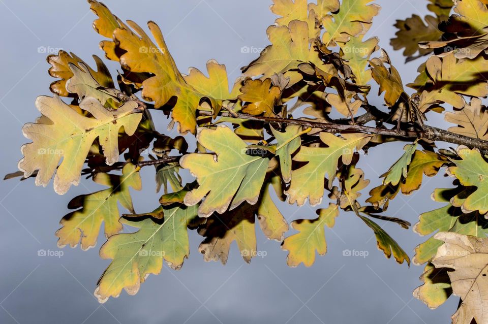 Oak branch against the background of clouds