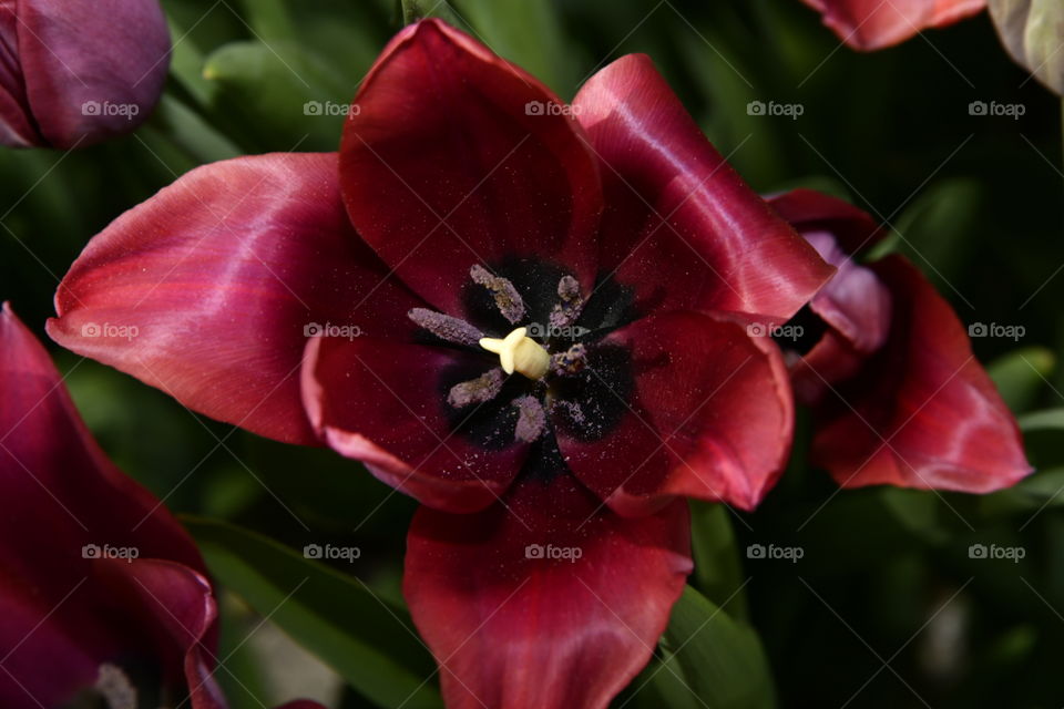 Jardín botánico, Madrid