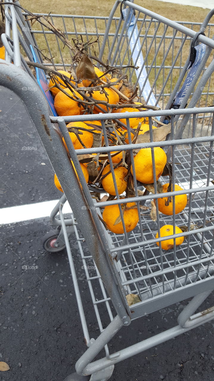 grocery shopping for oranges