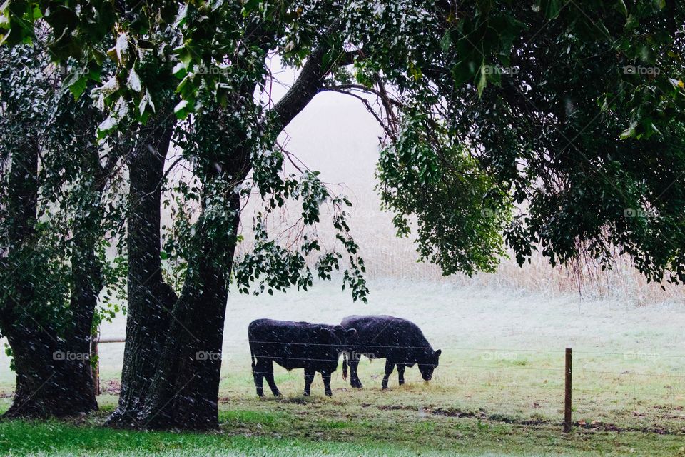 A silhouette of two steers and a large, leafy tree during the season’s first snow