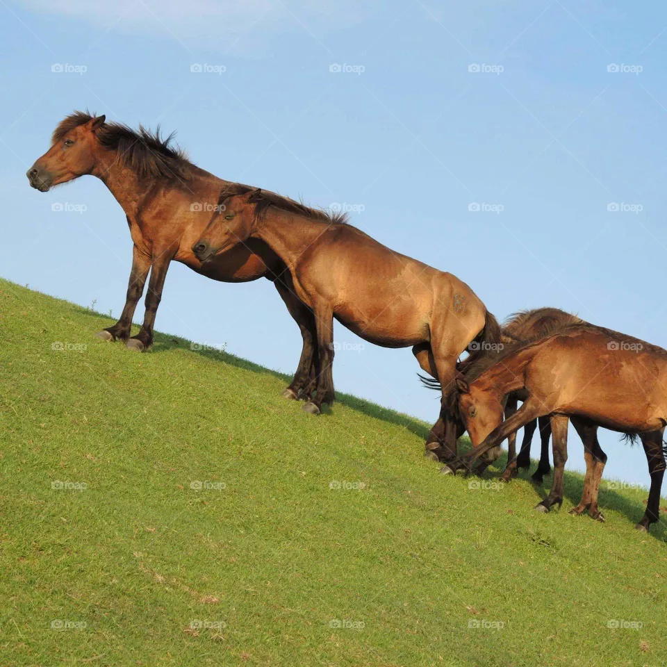 horse