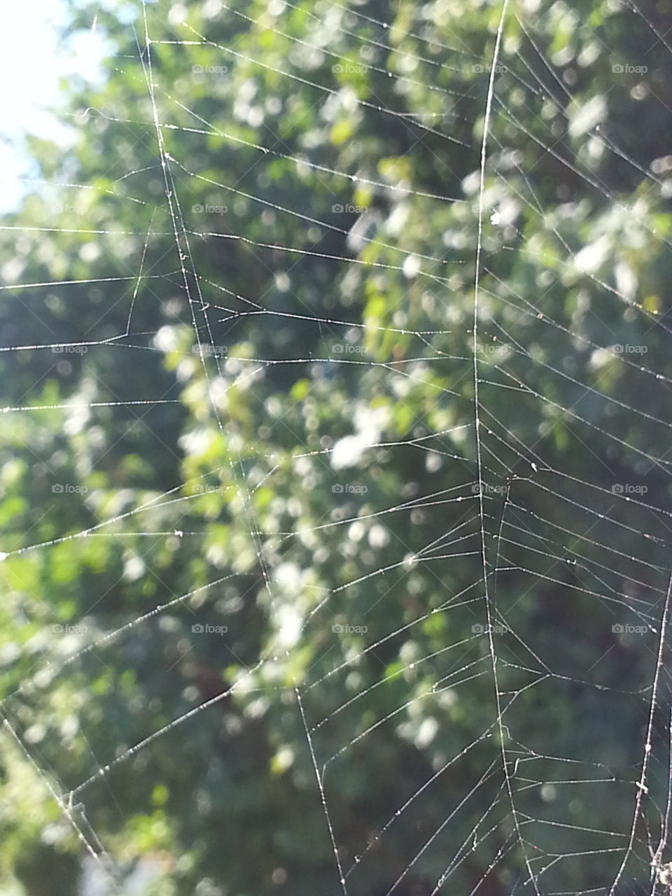 Hanging Web