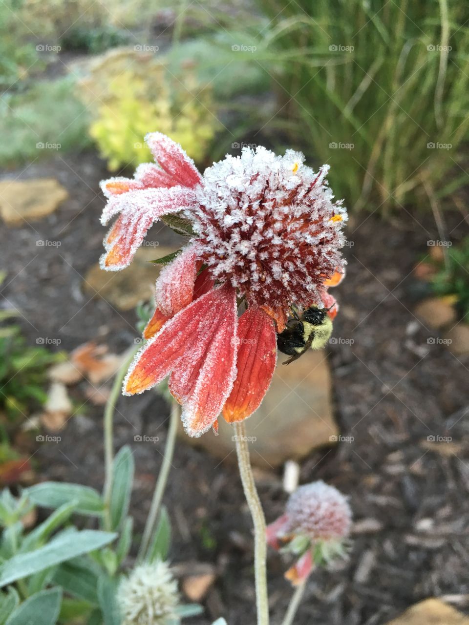 Frosty flower with bee