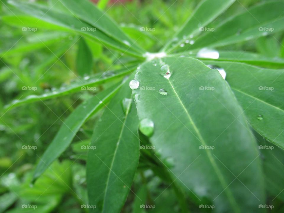raindrops on the leaves, spring, May, beautiful weather, I love the thunderstorm in early May