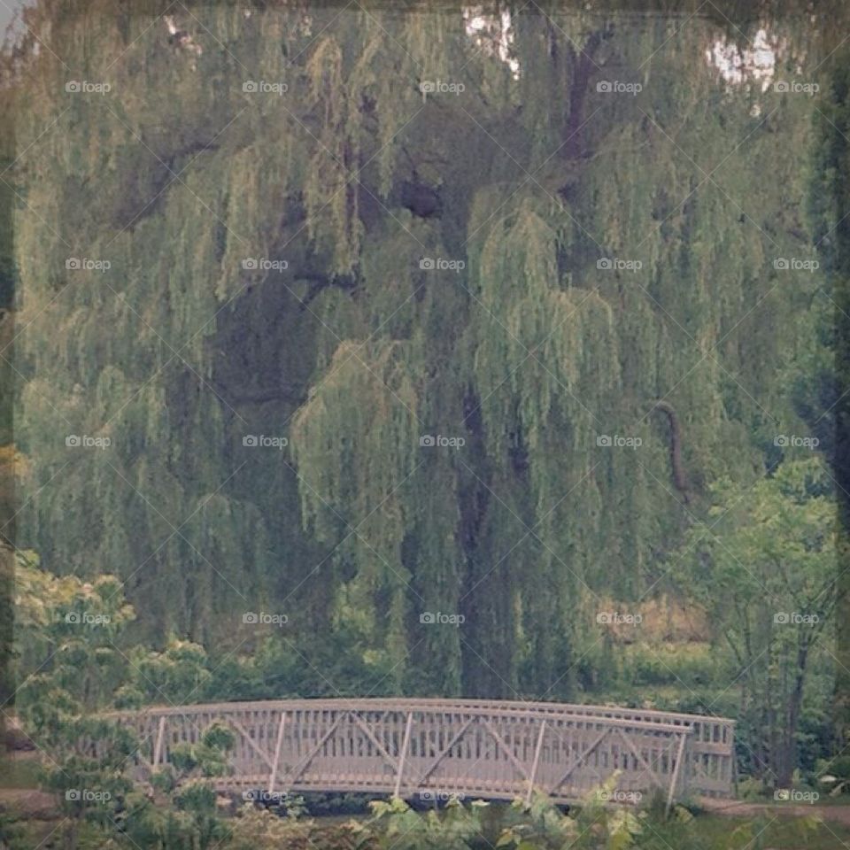 Weeping willow 