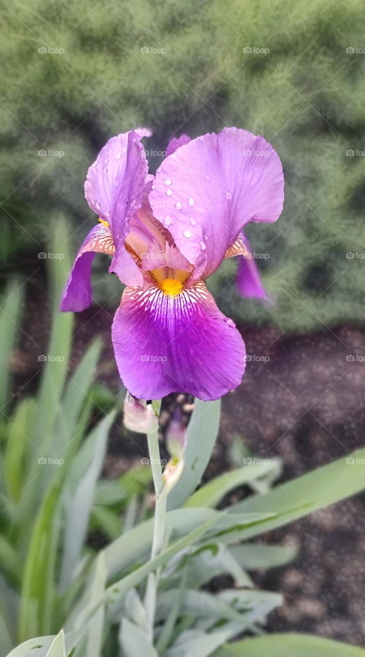 Spring Garden Beauty