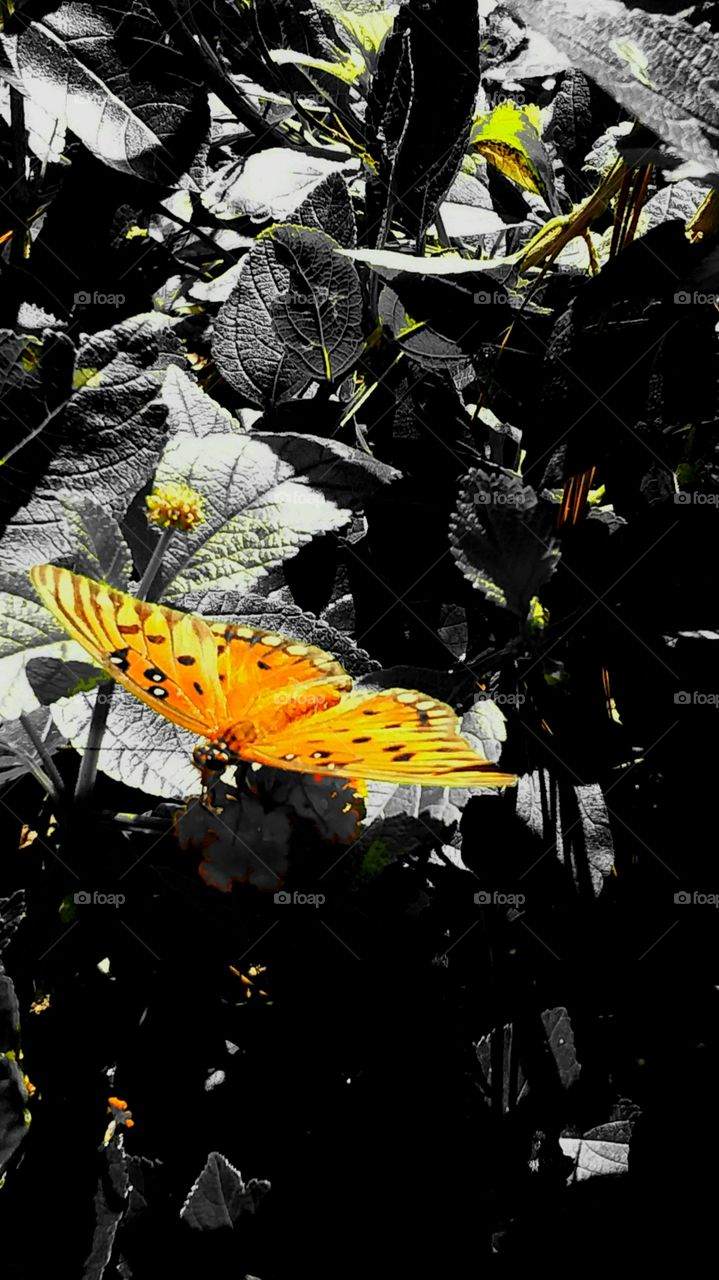yellow butterfly on foliage glorious mother nature