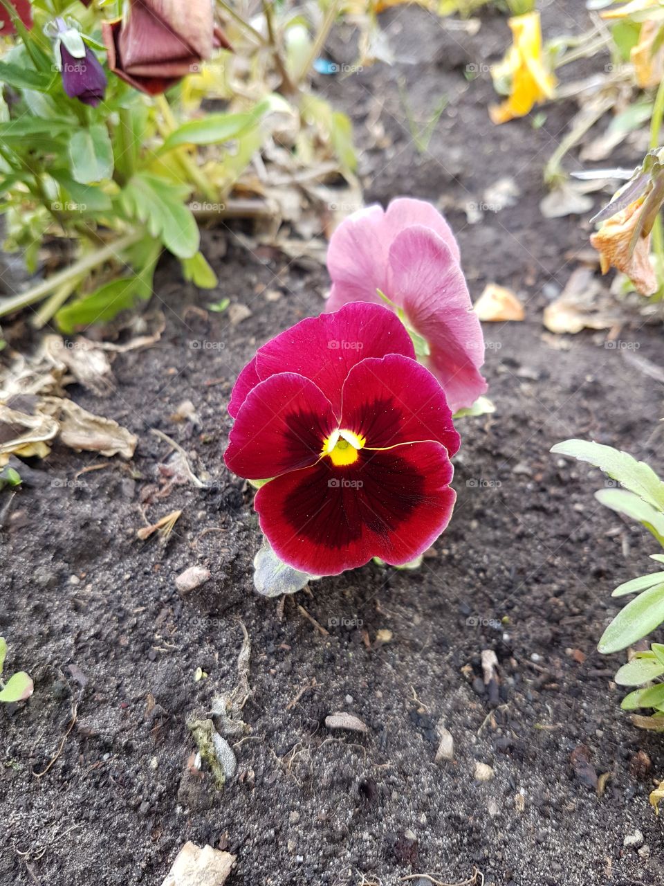 little red day and night flower