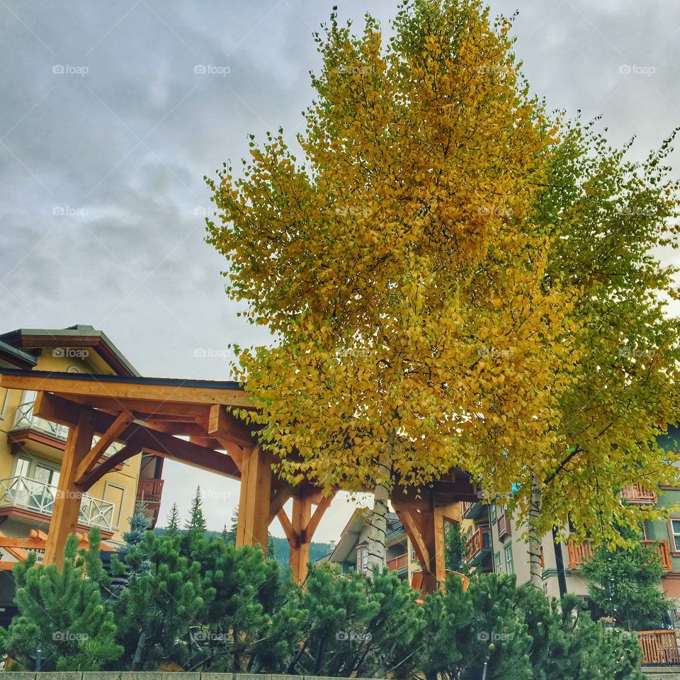 Fall day at sunpeaks resort! 