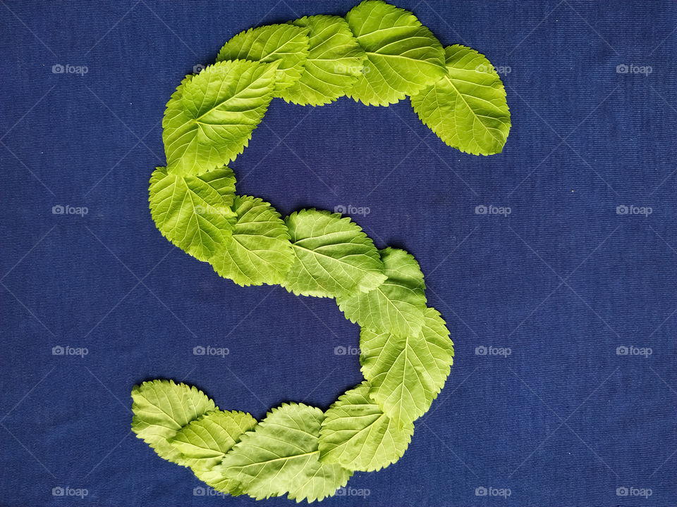 Letter S alphabet made with mulberry Tree Green leaf over blue background
