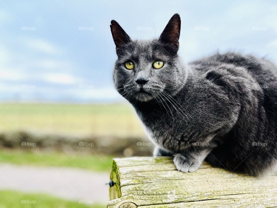 Portrait of my neighbors cat upon a wooden fence 