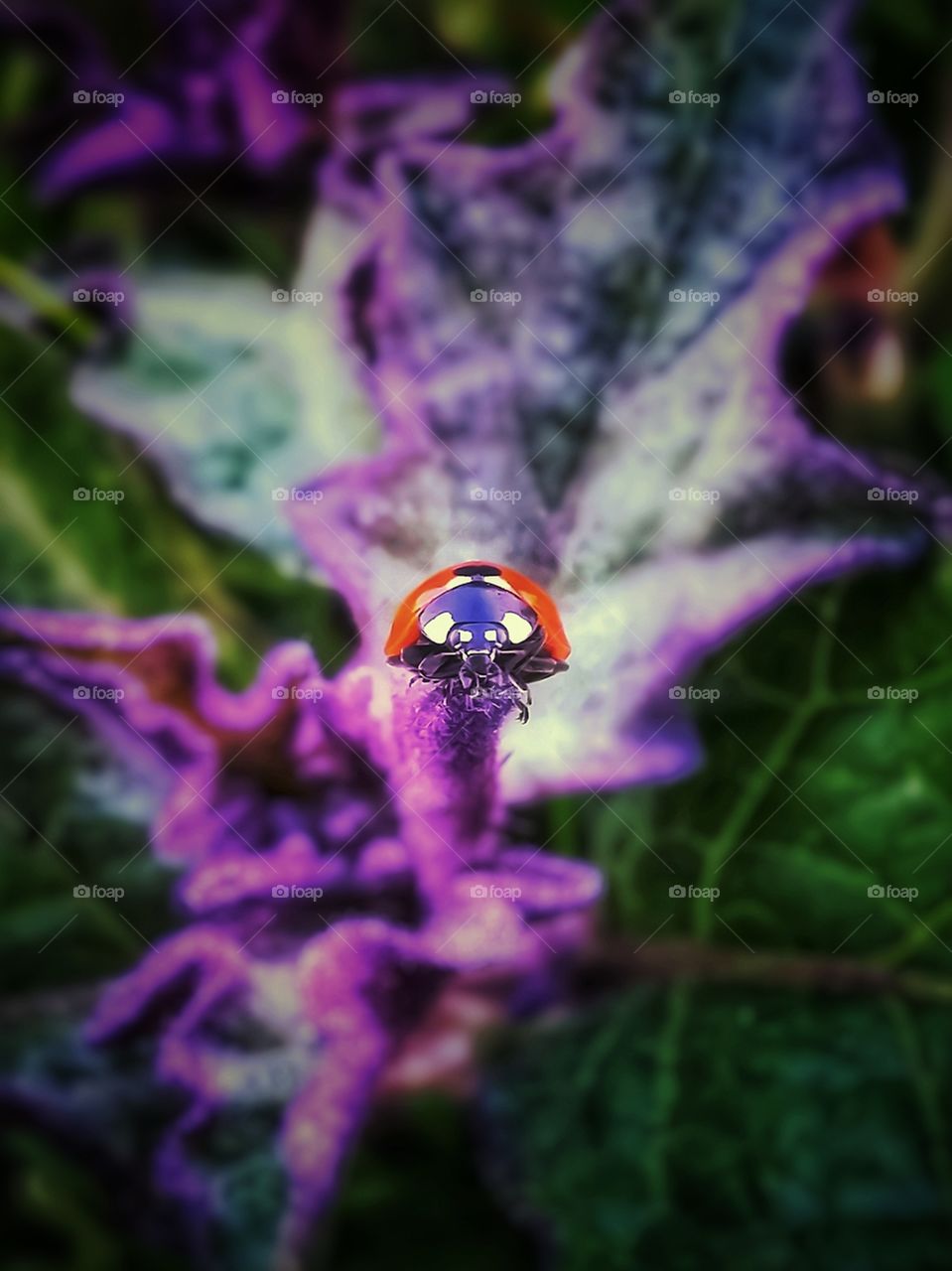 Ladybug on a green and purple weed glorious mother nature