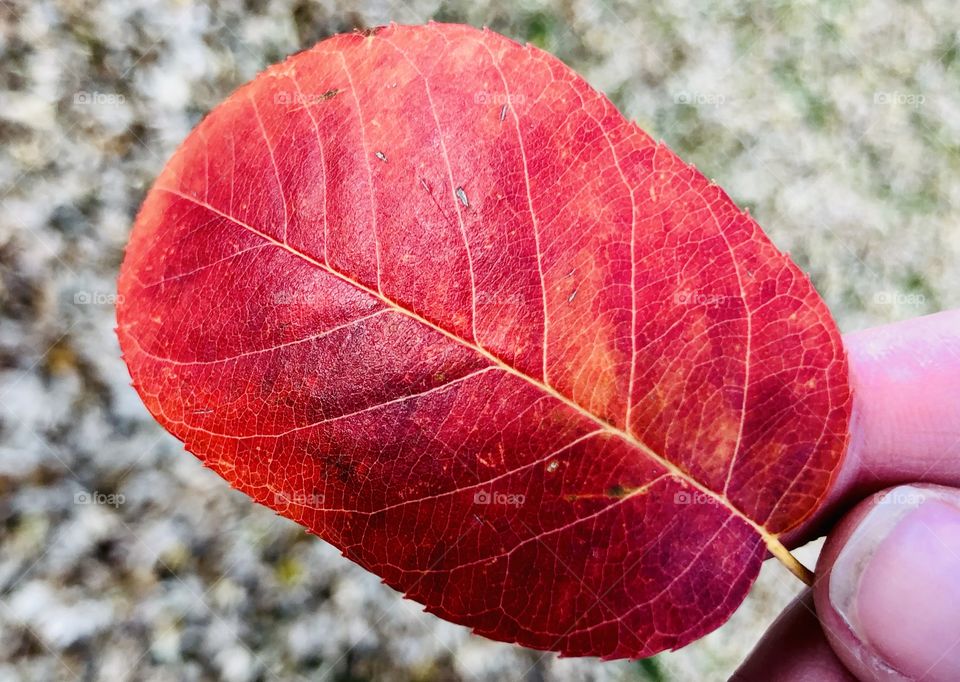 Closeup of red autumn leaf